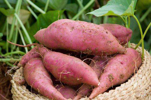 紅薯怎么才能保存的時(shí)間長點(diǎn)？