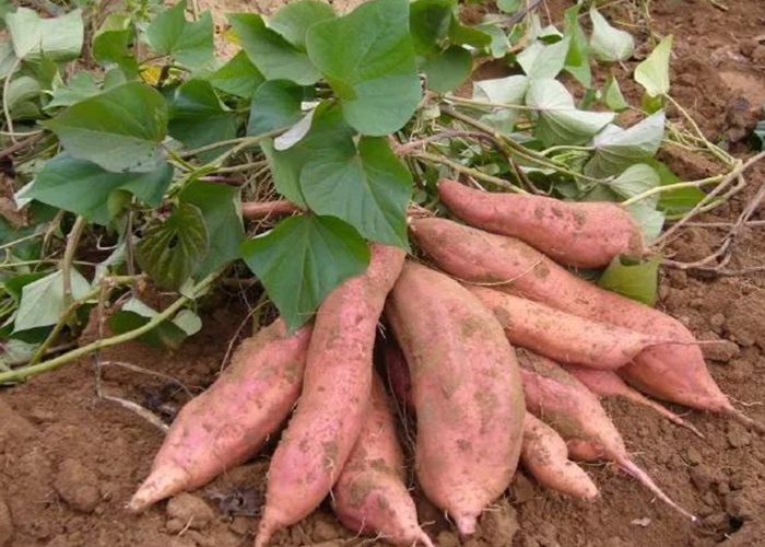 多吃甘薯對健康有多好？這些益處你該知道