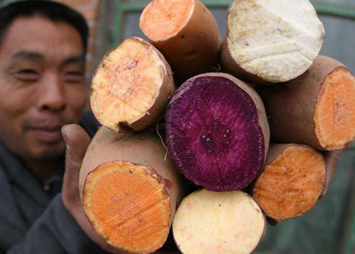 紅薯渾身都是寶！麗星薯類深加工設(shè)備助產(chǎn)業(yè)升級