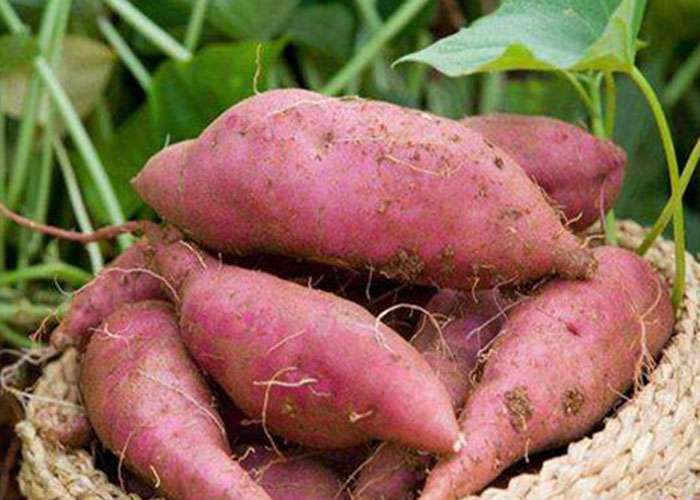 麗星設備廠家總結：霜降后紅薯采收，盯緊這 3 個信號